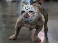 1-Year-Old Girl Killed by Family Pit Bull in Ohio