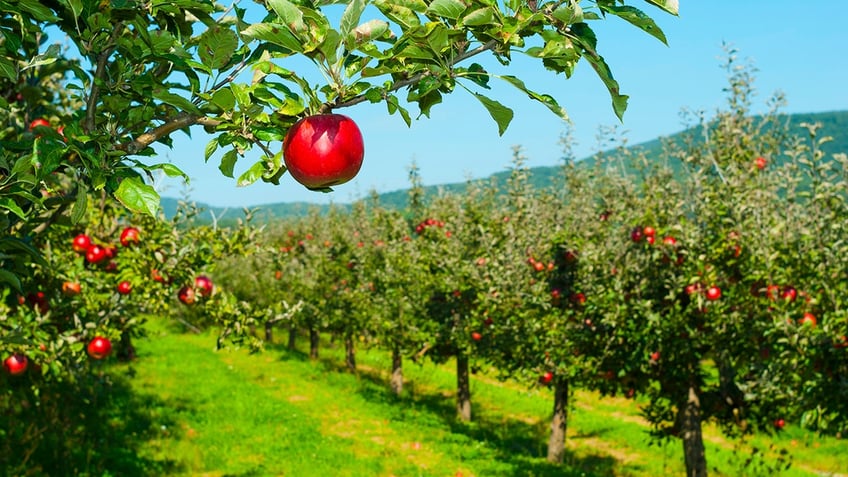 apple orchard