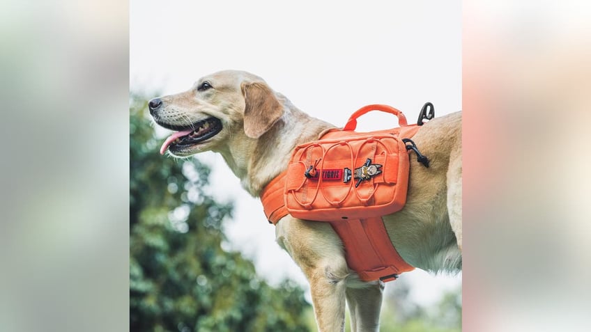 10 dog gear items your dog needs this spring