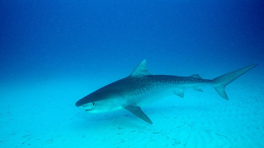 Tiger Shark, Bahamas