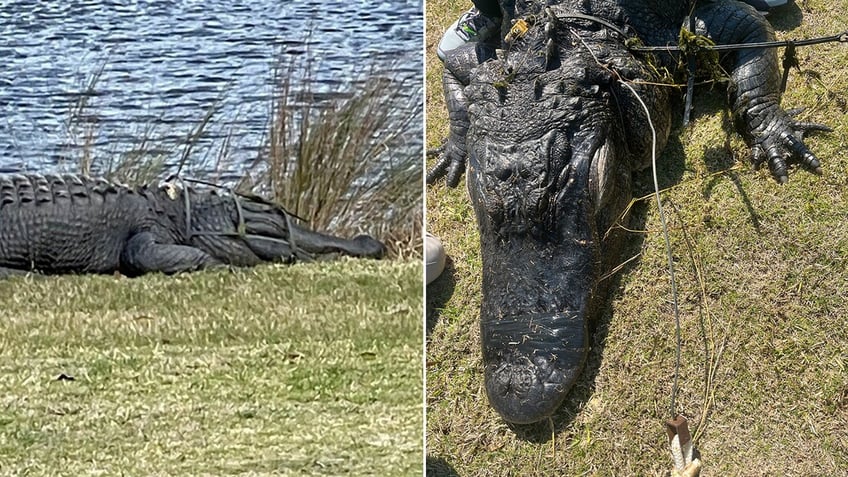 Split image of alligator with tomato cage on head