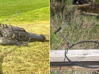 11-foot-long 'King Arthur' the alligator spotted at South Carolina golf resort with mysterious head piece