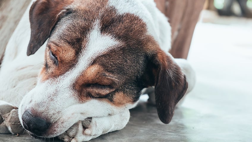 Dog lying down