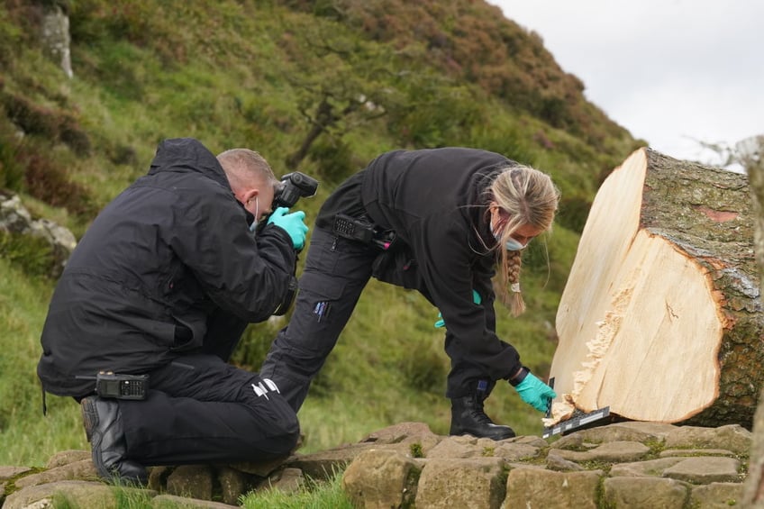 16 year old boy arrested after world famous tree cut down at hadrians wall