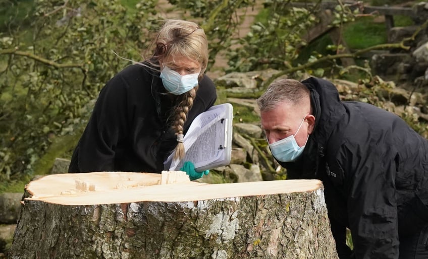 16 year old boy arrested after world famous tree cut down at hadrians wall