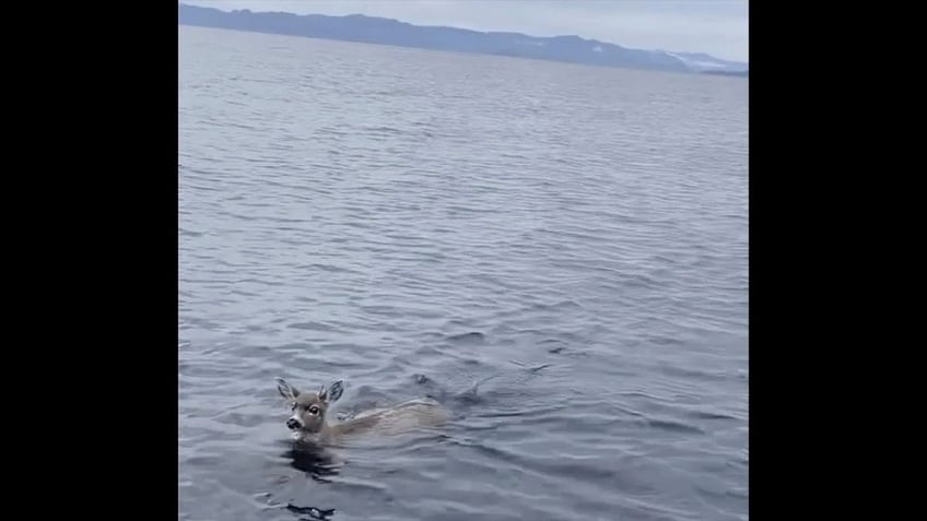 2 deer stranded in cold alaskan waters rescued by troopers get a lift on boat