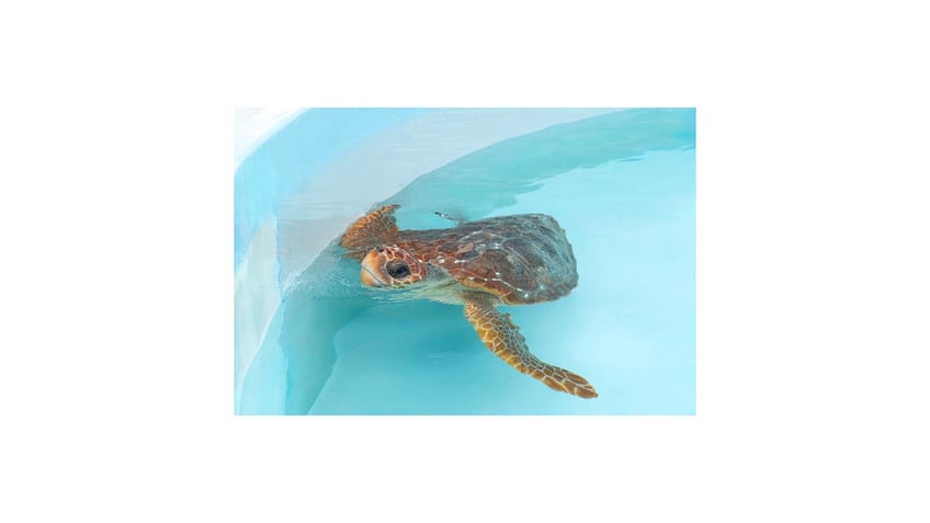 Finley, a loggerhead sea turtle
