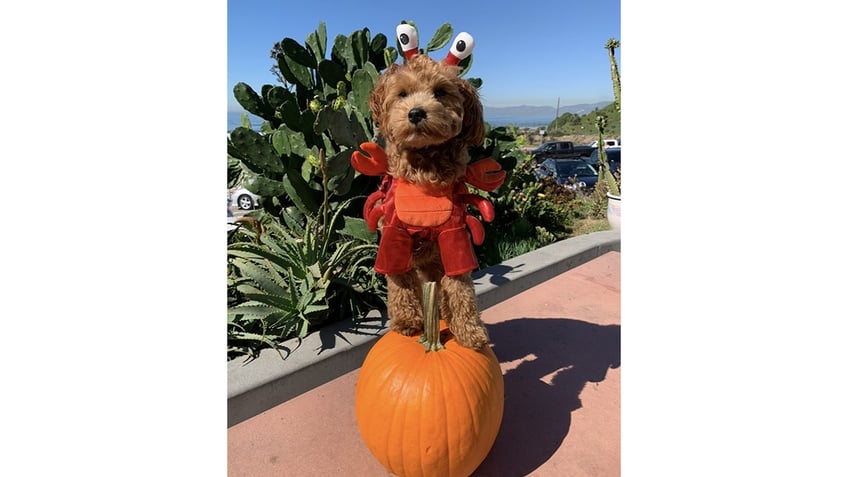 Goldendoodle in Halloween costume