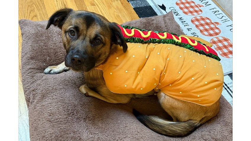 Russell the dog in a Halloween costume