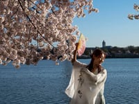 250 new cherry trees coming to Washington, D.C., from Japan