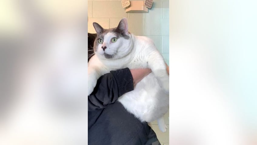 Fat cat adoption