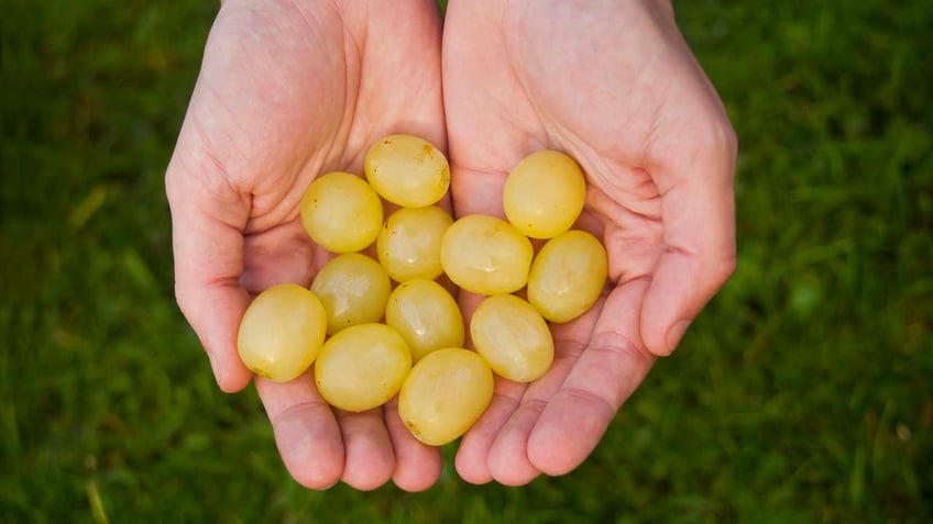 Hands holding grapes