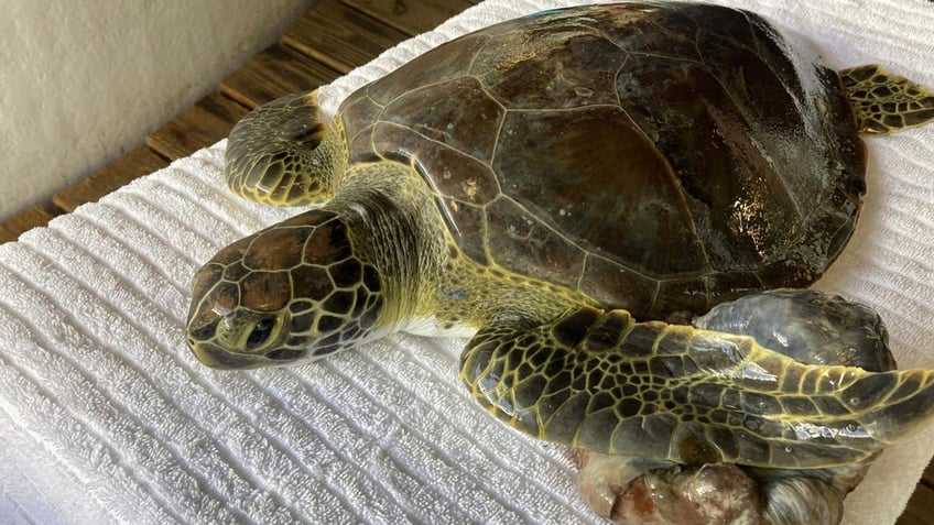 3 sea turtles released into wild after rehabbing in florida