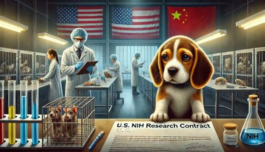 300 beagles per week us continues to fund dog experiments in china