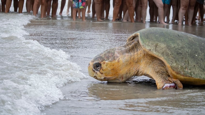 Bubba going back into the ocean