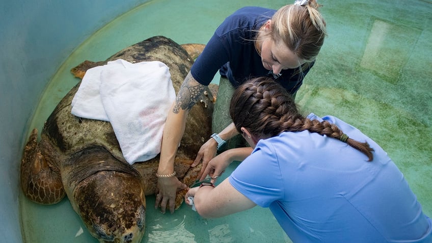 Sea turtle rehabilitation