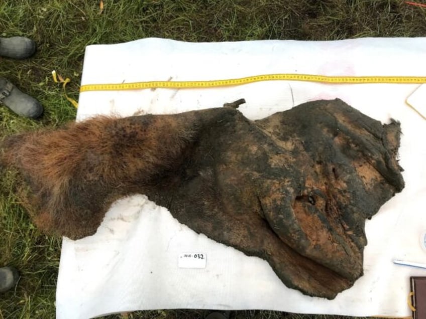 A 52,000-year-old woolly mammoth skin was excavated intact from permafrost in Siberia, as