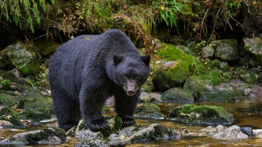 American black bear