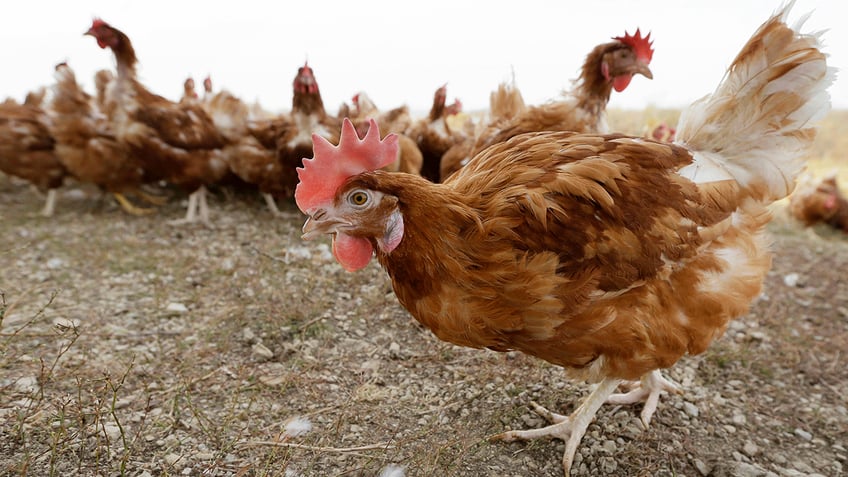 Chickens in pasture