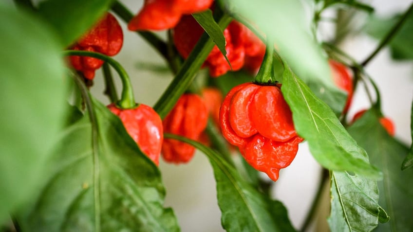 5 of the spiciest peppers a person can buy and how pepper spice is measured