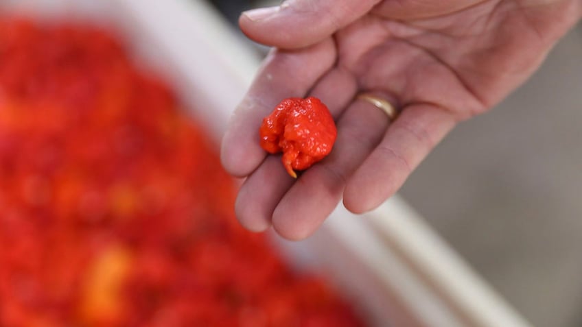 5 of the spiciest peppers a person can buy and how pepper spice is measured