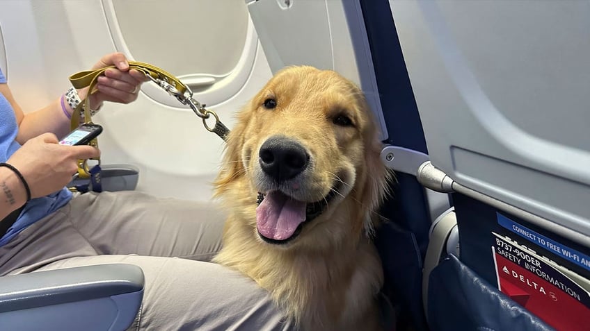 5 puppies training to become assistance dogs finish exercise at detroit airport with flying colors