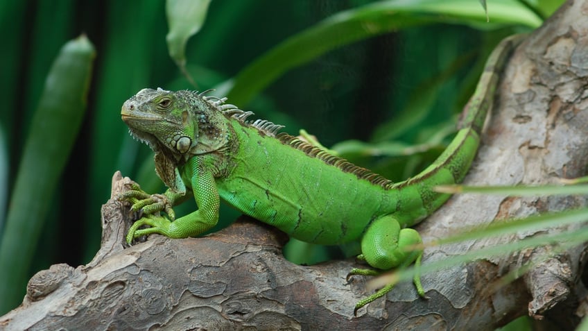 green Iguana