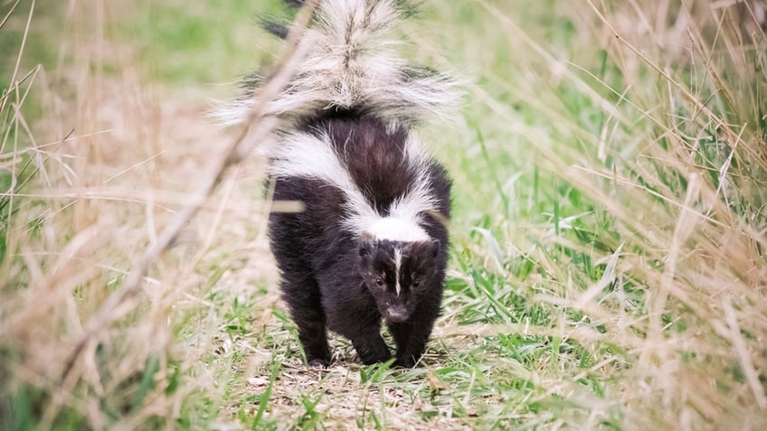 Skunk outside