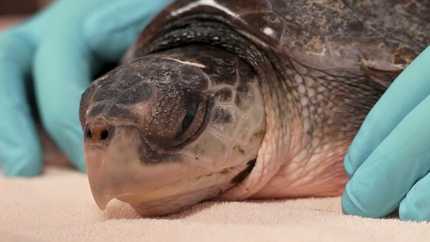 52 cold stunned sea turtles flown to florida from new england for rehabilitation