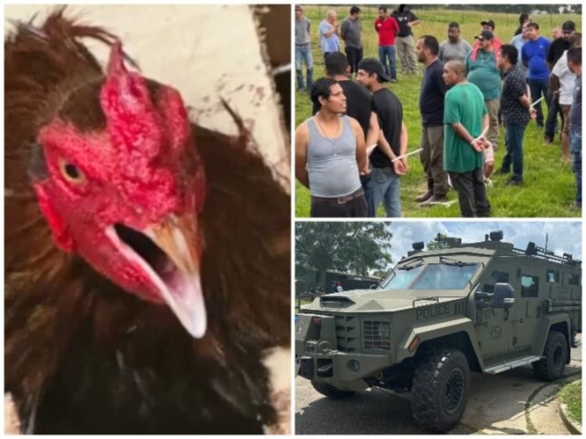 55 Illegal Aliens Busted in ICE Raid on Alabama Cockfight (U.S. Immigration and Customs En