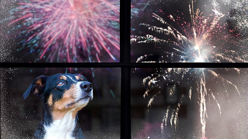 dog and fireworks