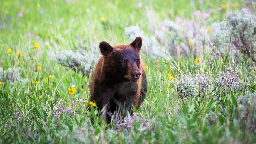 6k reward offered for info on illegal black bear shooting in rural louisiana