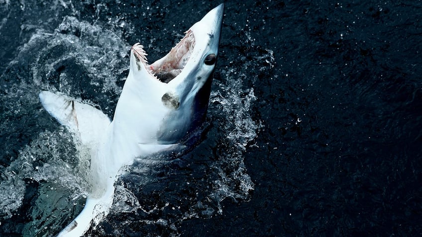 shortfin mako shark