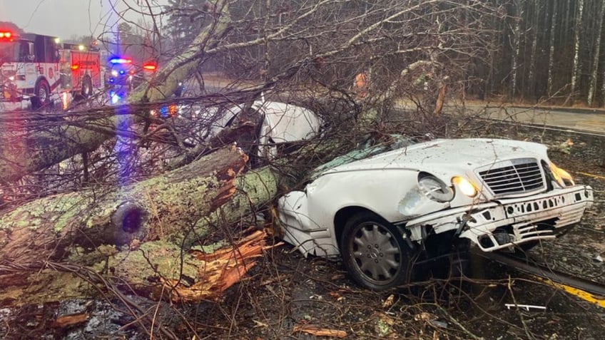 A tree on top of a white mercedes