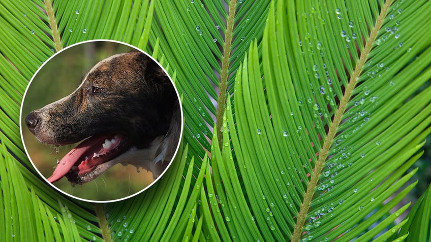 A dog in front of a zoomed in photo of a sago palm