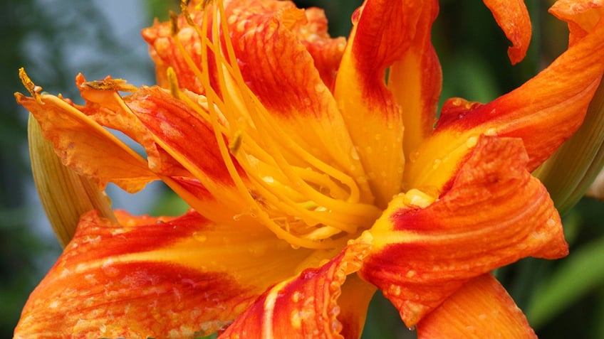 A close-up photo of a lily