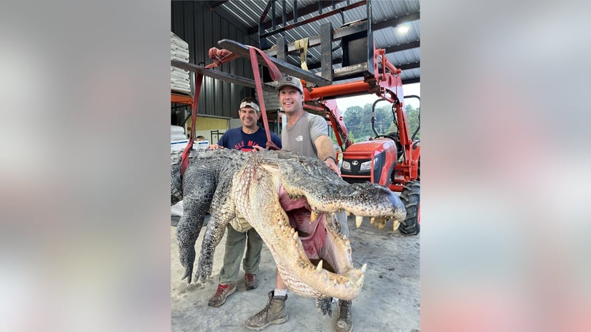 800 pound 14 foot alligator caught in mississippi breaks harvest record a lot of leather
