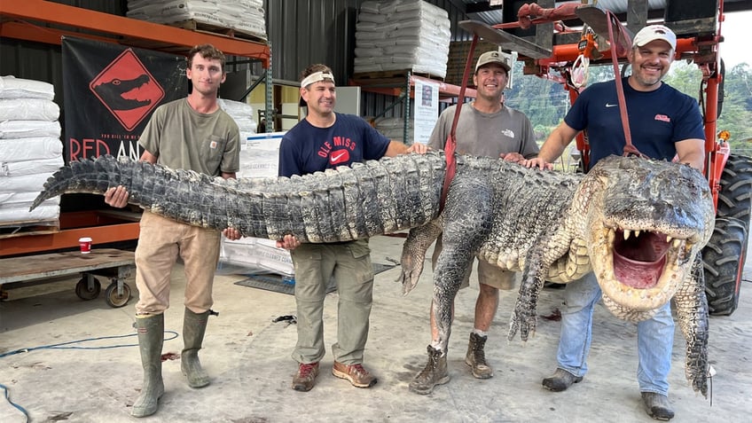 800 pound gator is caught plus must see idalia aerial view