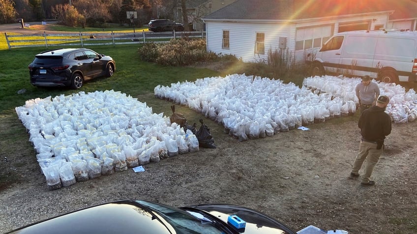 85m worth of psychedelic mushrooms seized from rural connecticut property