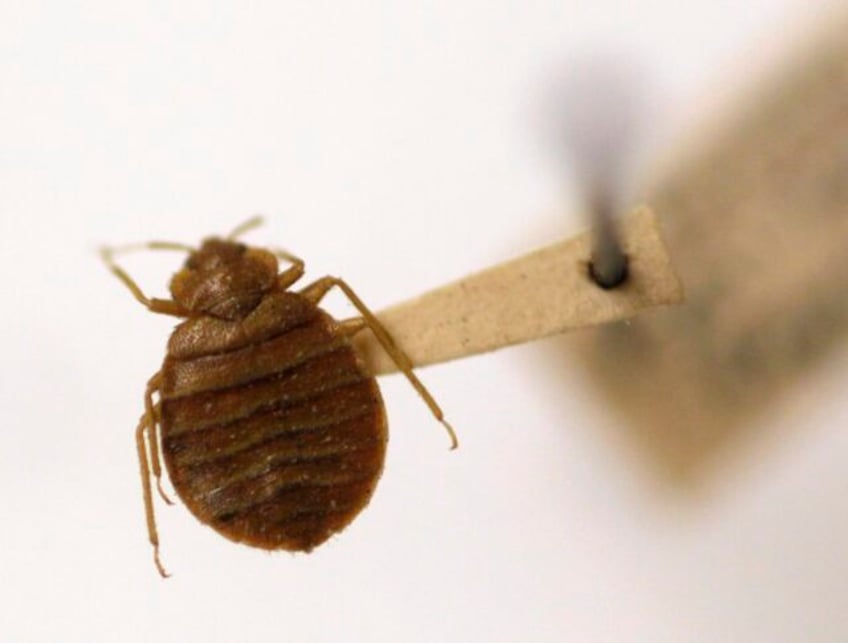 a bedbug hoax is targeting foreign visitors in athens now the greek police have been called in