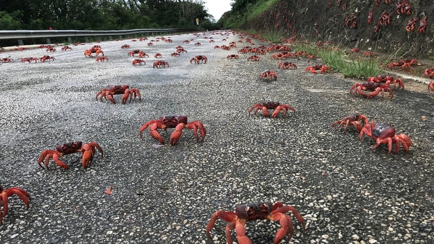 Crabs on the street on Christmas Island