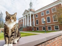A college puts the 'cat' into 'education' by giving Max an honorary 'doctor of litter-ature' degree