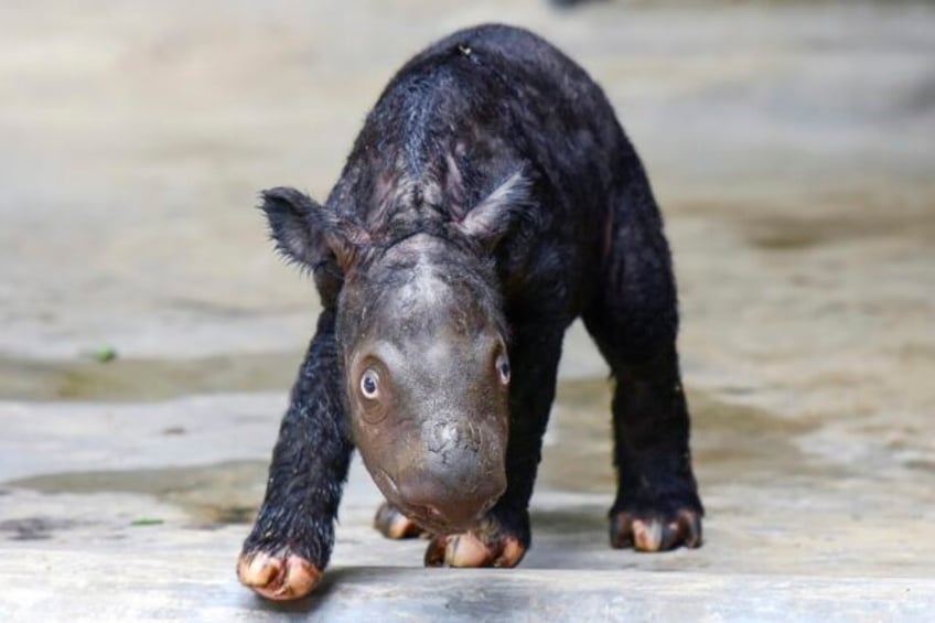 a critically endangered sumatran rhino named delilah successfully gives birth in indonesia