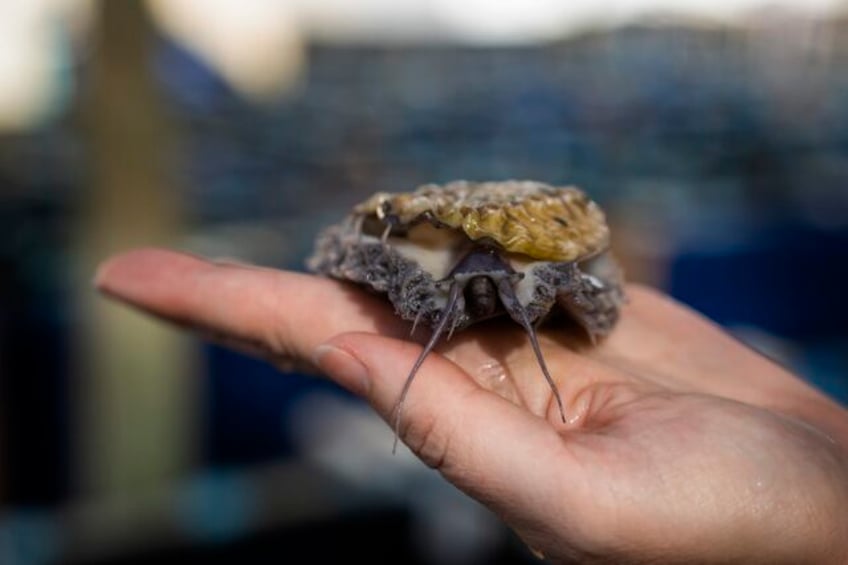 a curious south african sea snail is a prized dish in asia that has meant a trail of destruction