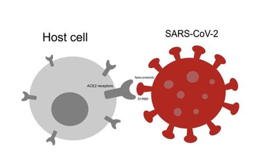 a deeper dive into the role of spike protein in myocarditis and blood clotting after covid 19 vaccination