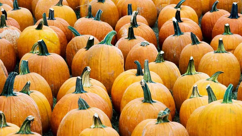 a five step guide to planting pumpkins in your own backyard