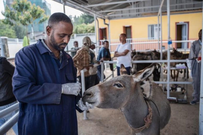The Donkey Sanctuary offers free treatments to donkeys in Ethiopia, where they are vital t