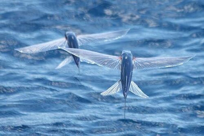 Flying fish