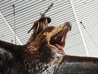 A giant sculpture of Gandalf riding an eagle departs Wellington airport for good