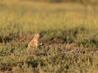 A grassland bird eavesdrops on prairie dog calls to keep itself safe from predators